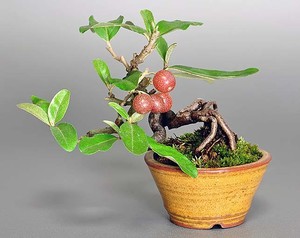 كيف ينمو نبات الأبله