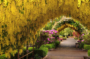 Tunnel di fagioli gialli