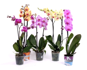 La Phalaenopsis è un'orchidea fatta in casa in vendita in un negozio.