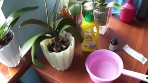 Az orchideák műtrágyái - hogyan lehet helyesen tenyészteni őket?