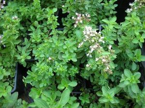 Oregano blüht in kleinen Blüten, aber während der Blütezeit nimmt das Aroma deutlich zu.