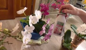 L'alimentazione dell'orchidea dovrebbe essere regolare.