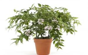 Hoya Bella Floradania is een kamerplant, een soort klimop.