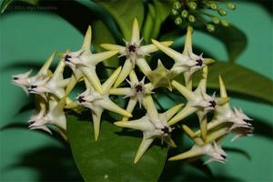 Bluszcz domowy Hoya multiflora pokazano na zdjęciu.