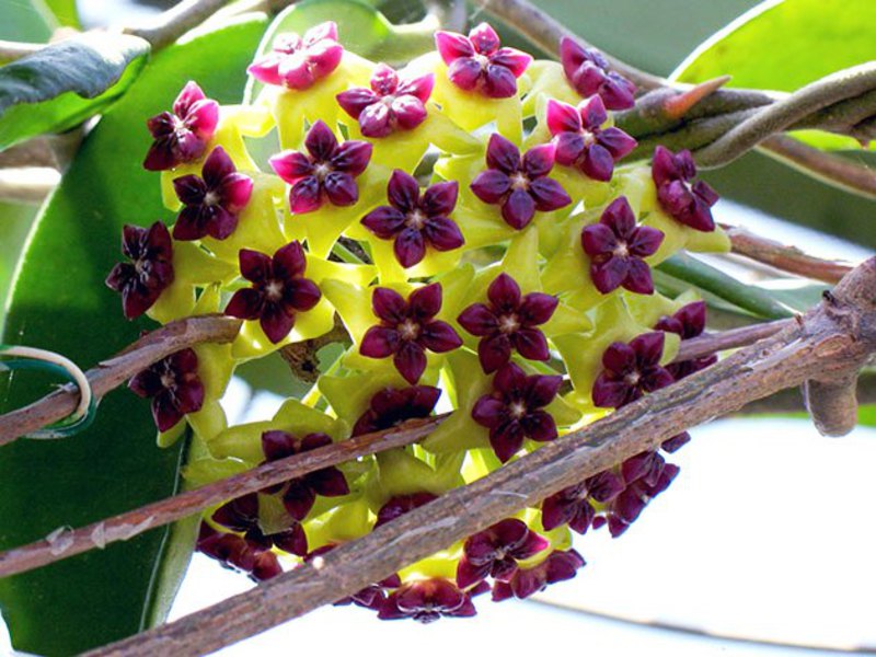 Hoya-kukilla voi olla erilaisia ​​sävyjä.