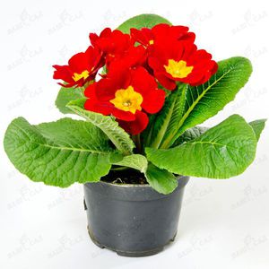 Raktažolė raktažolė yra gražus vazoninis augalas