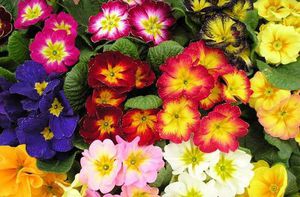 Primrose è una pianta d'appartamento in fiore