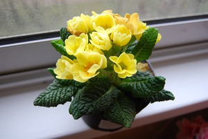 يظهر اللون الأصفر زهرة الربيع الداخلية في الصورة
