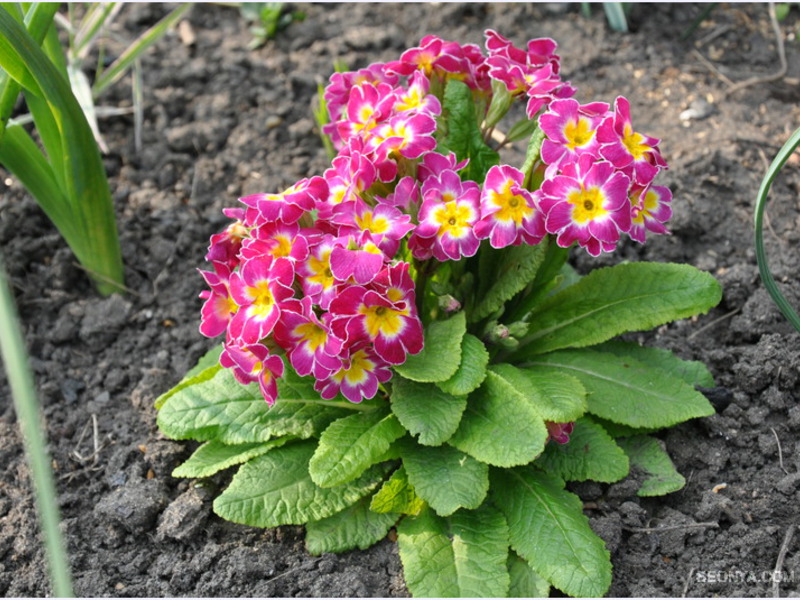 يمكن أن تنمو زهرة الربيع الشائعة في الحديقة أو في إناء بالمنزل.