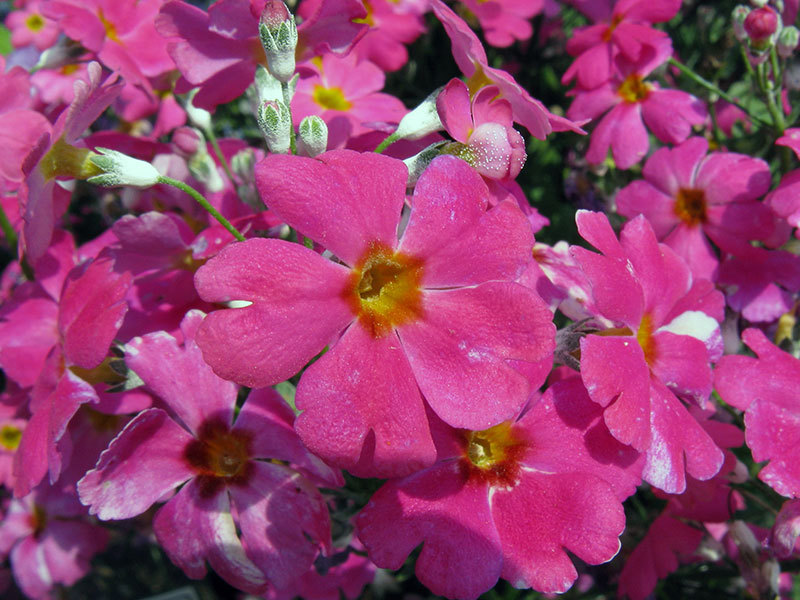 زهرة الربيع الخفيفة هي نوع آخر من زهرة الربيع.