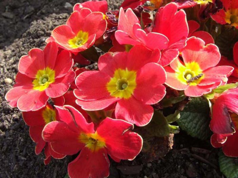 Primula sinensis - hermosas flores brillantes