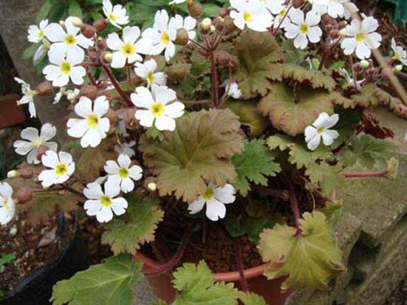 Chinese primrose is shown in the photo