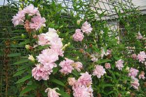 Kenmerken van het planten van roze calistegia
