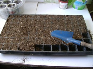 Dirvožemio paruošimo petunijos sėkloms sėti metodo aprašymas