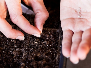 Caratteristiche di piantare semi di petunia a casa