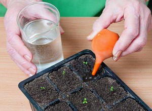 Method for feeding petunia seedlings at home
