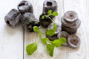 Beschrijving van de methode voor het kweken van zaailingen van petunia's in turftabletten