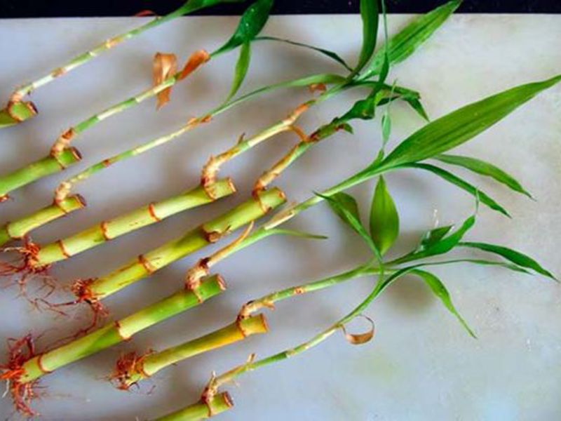 Descrizione della pianta di bambù