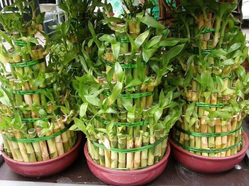 Sadnja bambusa