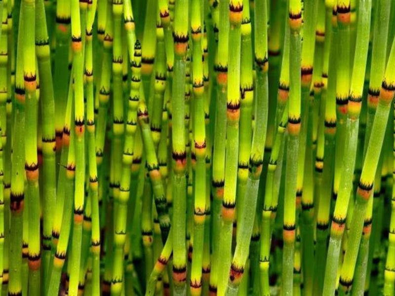 Bambus af lykke