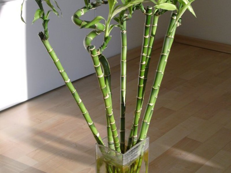 Bambù in crescita