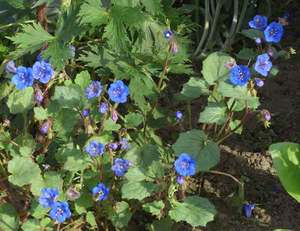 Phacelia žydėjimas yra mažos mėlynos gėlės.