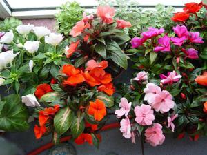 Liste over typer af uhøjtidelige indendørs blomster, der blomstrer hele året rundt