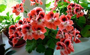 Karakteristike sobnog cvijeta pelargonija