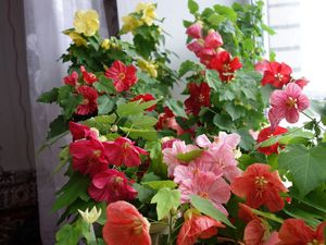 Beschrijving van indoor flower abutilon