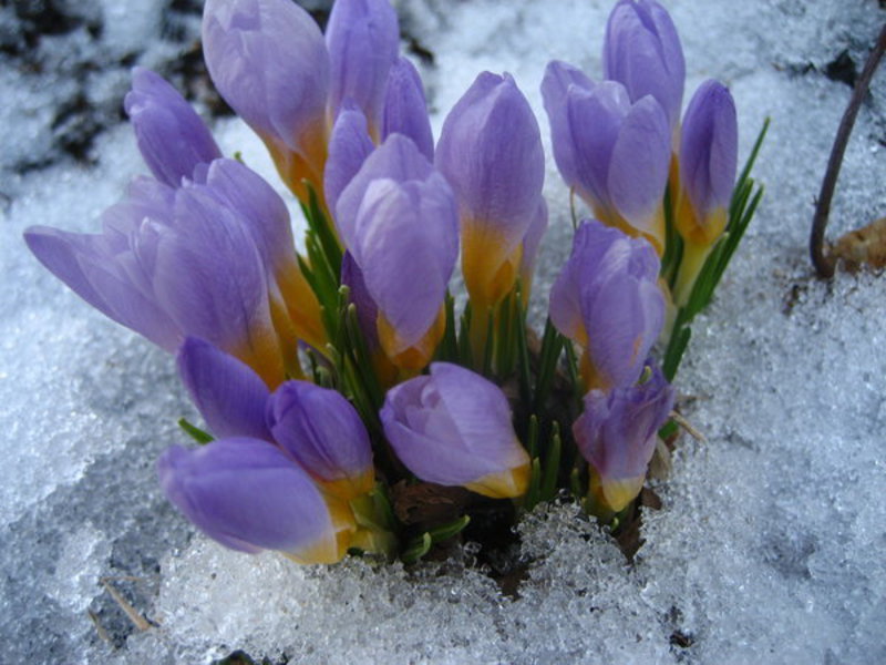 Belles fleurs délicates de perce-neige