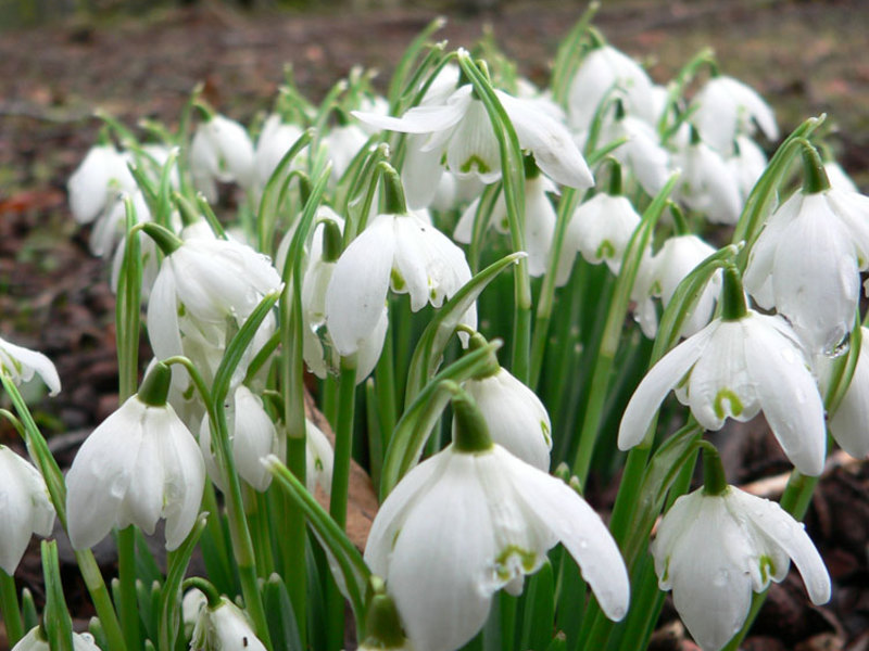 Conditions for growing snowdrops
