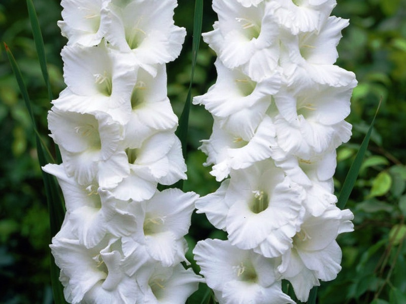 Vrtna sorta gladiola Bijeli orao
