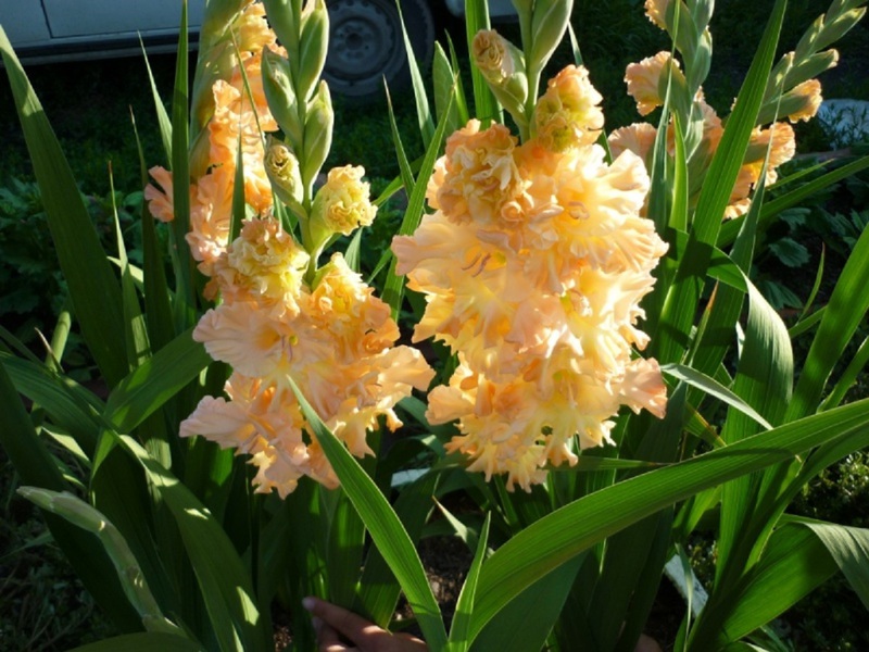 Tingnan ang hardin gladiolus ng pagkakaiba-iba ng Grand Duchess Elizabeth