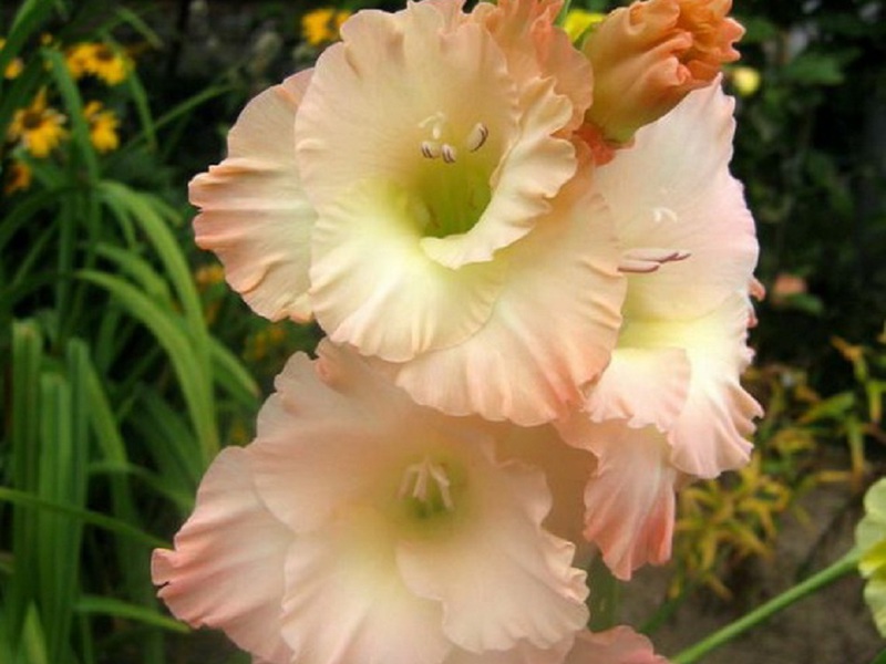 Type of flower of gladiolus variety Long-awaited debut