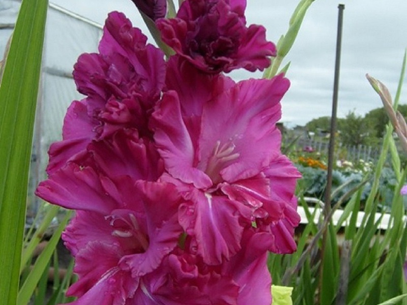 Ήχοι σαξόφωνου λουλουδιών κήπου Gladiolus