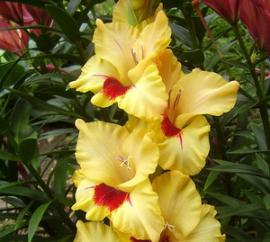 Dārza gladiolu populārāko šķirņu saraksts