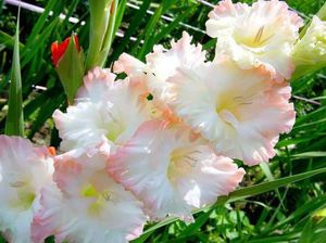 Regler för odling av hybridträdgård gladioli
