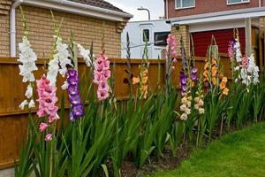 Nuanțele gladiolelor de grădină în creștere și regulile pentru îngrijirea lor