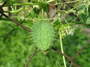 Trakie gurķi ir dekoratīvi augi