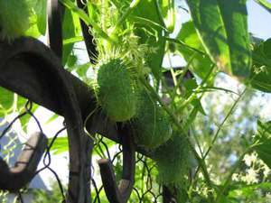Cogombre boig: planta decorativa anual