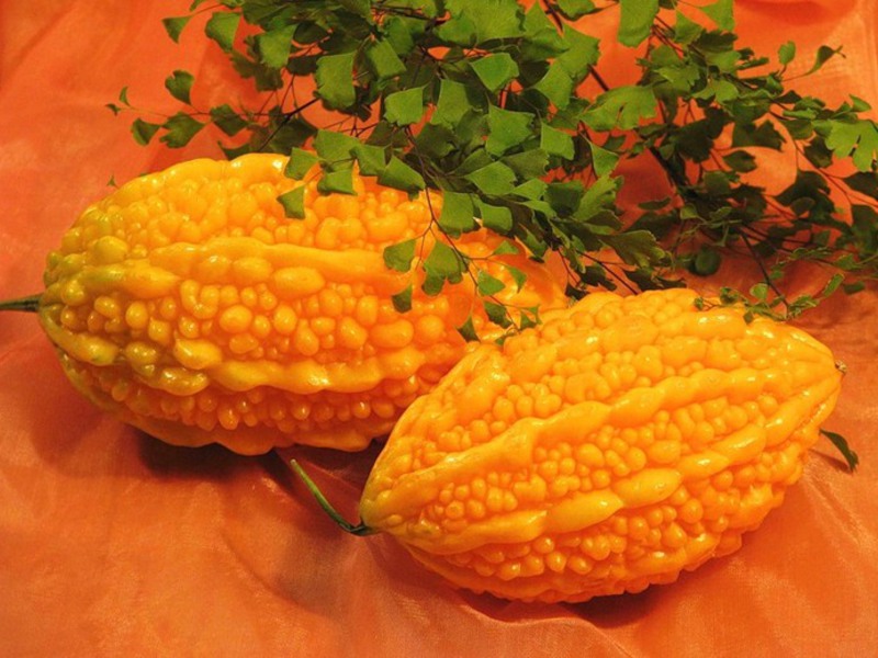 Momordica és una de les varietats de cogombre boig