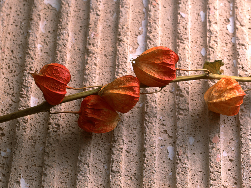 Σύγχρονες συνθέσεις αποξηραμένων λουλουδιών