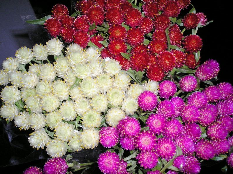 Bukiet z suszonych kwiatów