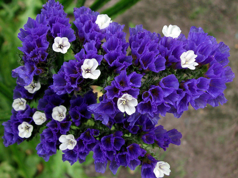 Λεμόνι μπλε-ξηρό λουλούδι