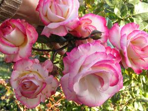 Kako saditi ružu penjačicu