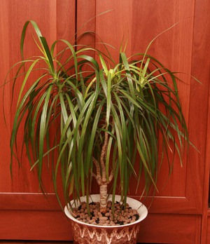 Dracaena compacta - visžalių krūmų augalas
