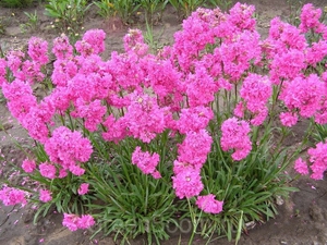 Lychnis viskaria son flores brillantes que son muy fáciles de cultivar.