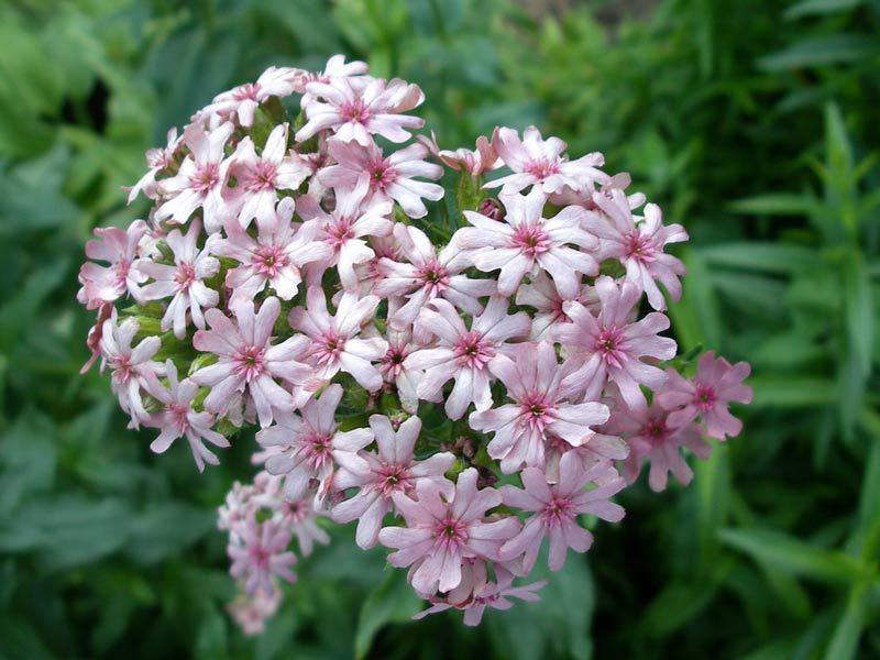 Lychnis o Viscaria és una flor preciosa.