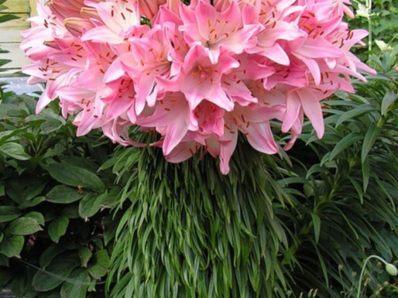 Mga katangian ng mga tanyag na hybrid lily