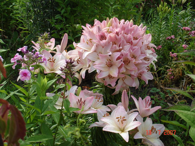 Lily variety
